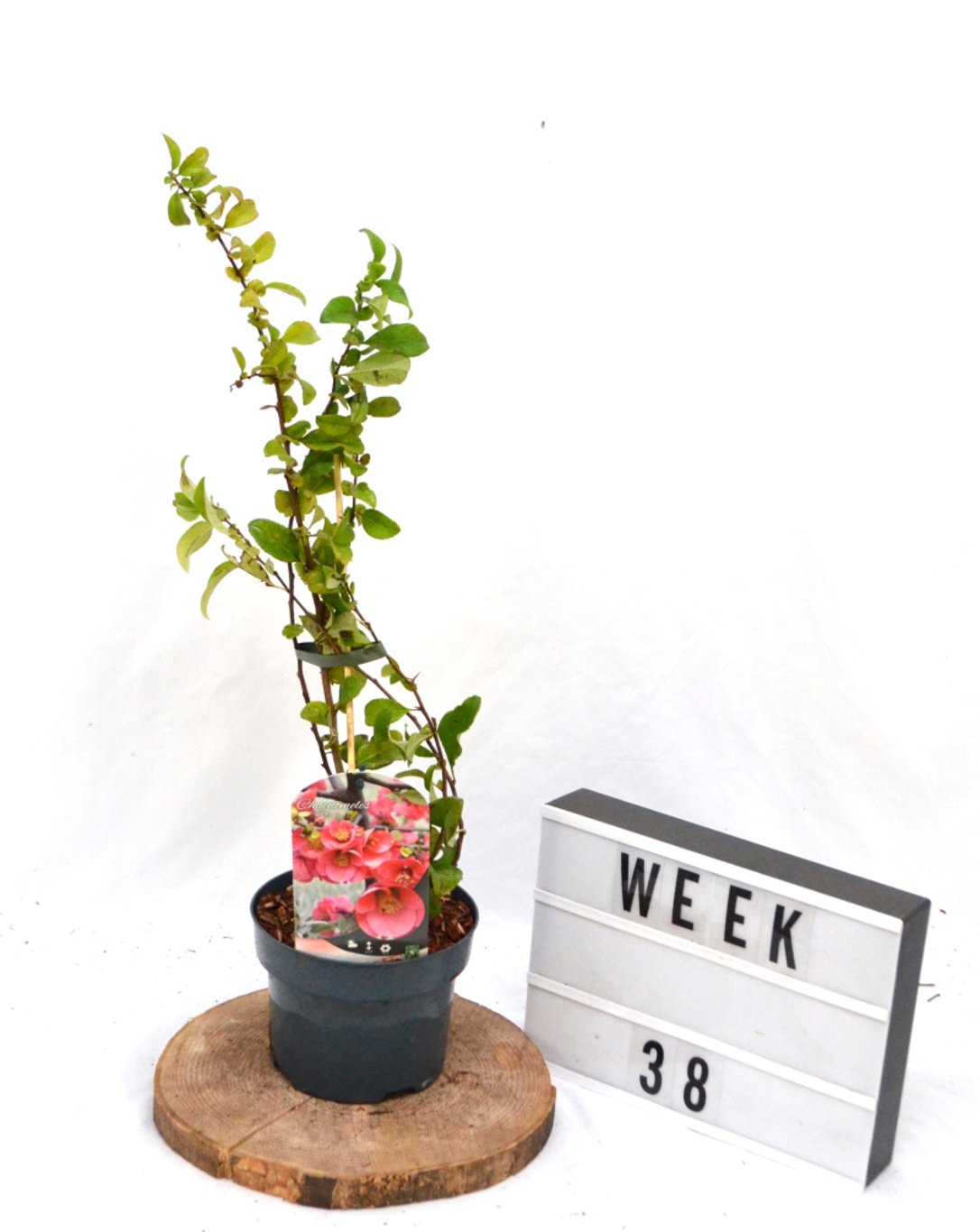 Chaenomeles sup. 'Pink Lady' - C2 50-60 CM