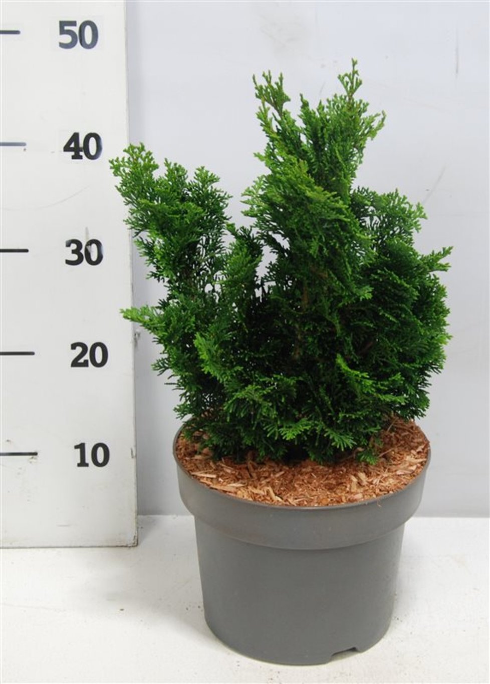 Chamaecyparis o. 'Nana Gracilis' - C5 25-30 CM