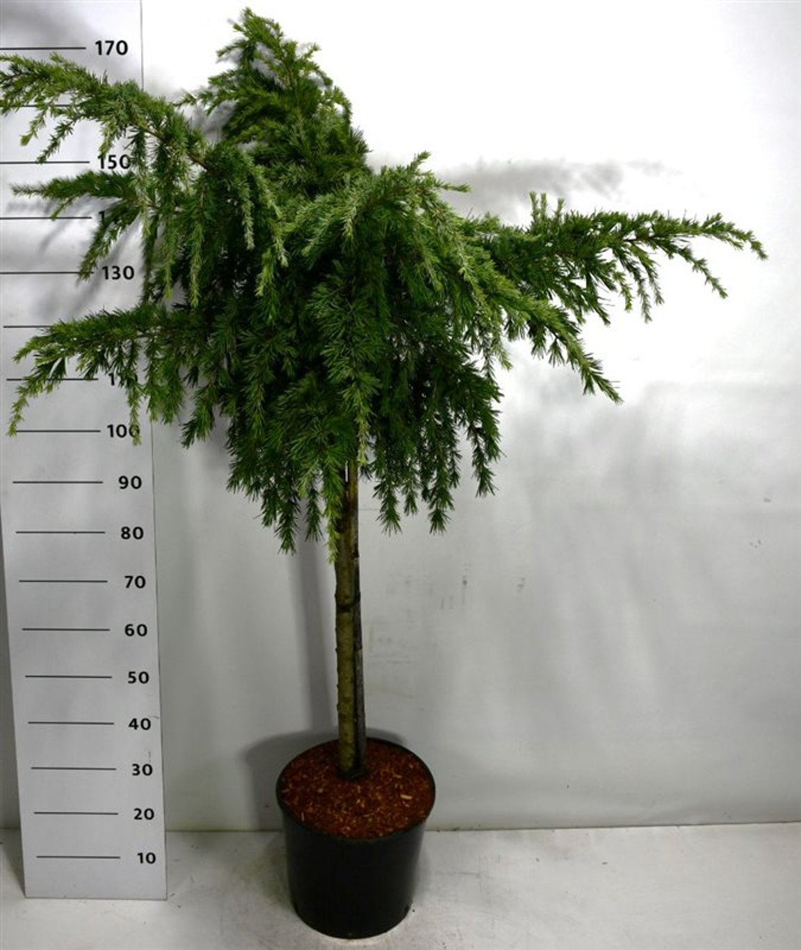 Cedrus deod. 'Feelin' Blue' - 80 CM Stem C20