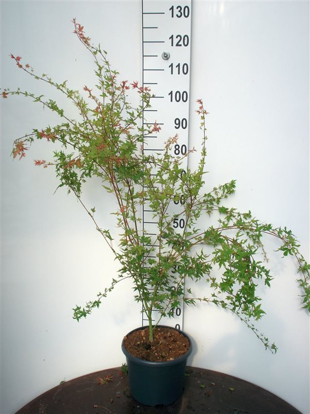 Acer pal. 'Phoenix' - C10 80-100 CM