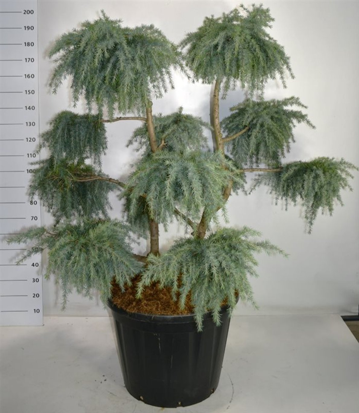 Cedrus deod. 'Feelin' Blue' - 125-150 CM Bonsai Cont.