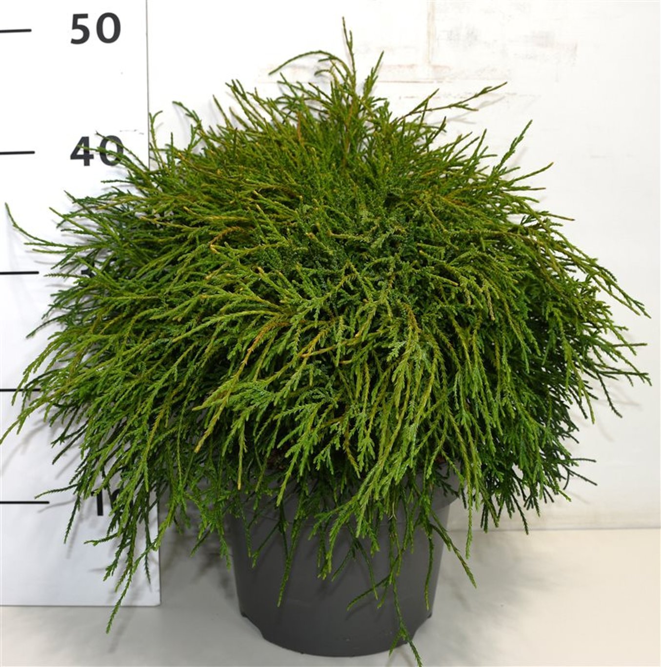 Chamaecyparis p. 'Filifera Nana' - C5 40-50 CM