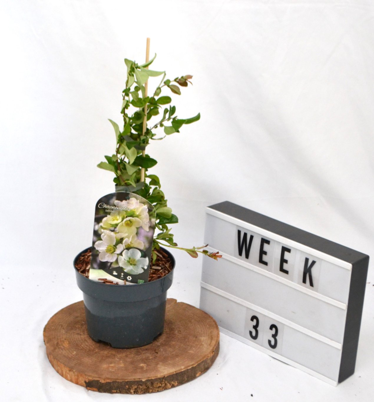 Chaenomeles sup. 'Jet Trail' - C2 50-60 CM