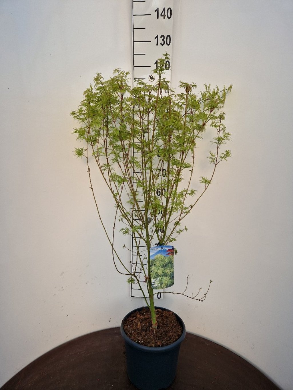 Acer pal. 'Seiryu' - C10 80-100 CM