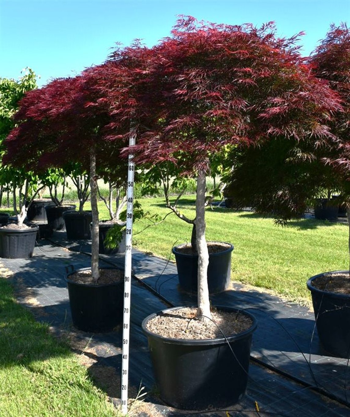 Acer pal. 'Garnet' - 140 CM Stem Cont.