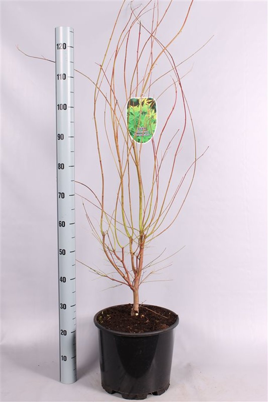 Acer pal. 'Sangokaku' - C15