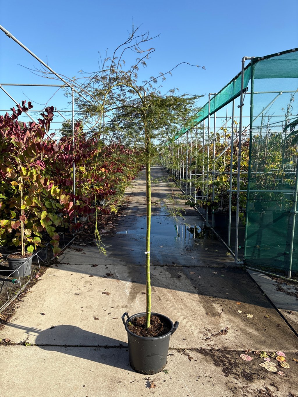 Acer pal. 'Emerald Lace' - 150 CM Stem C30