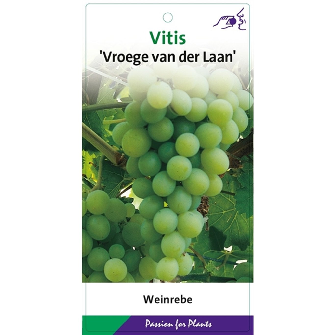 Vitis 'Vroege van der Laan' - C2 60-80 CM Stick