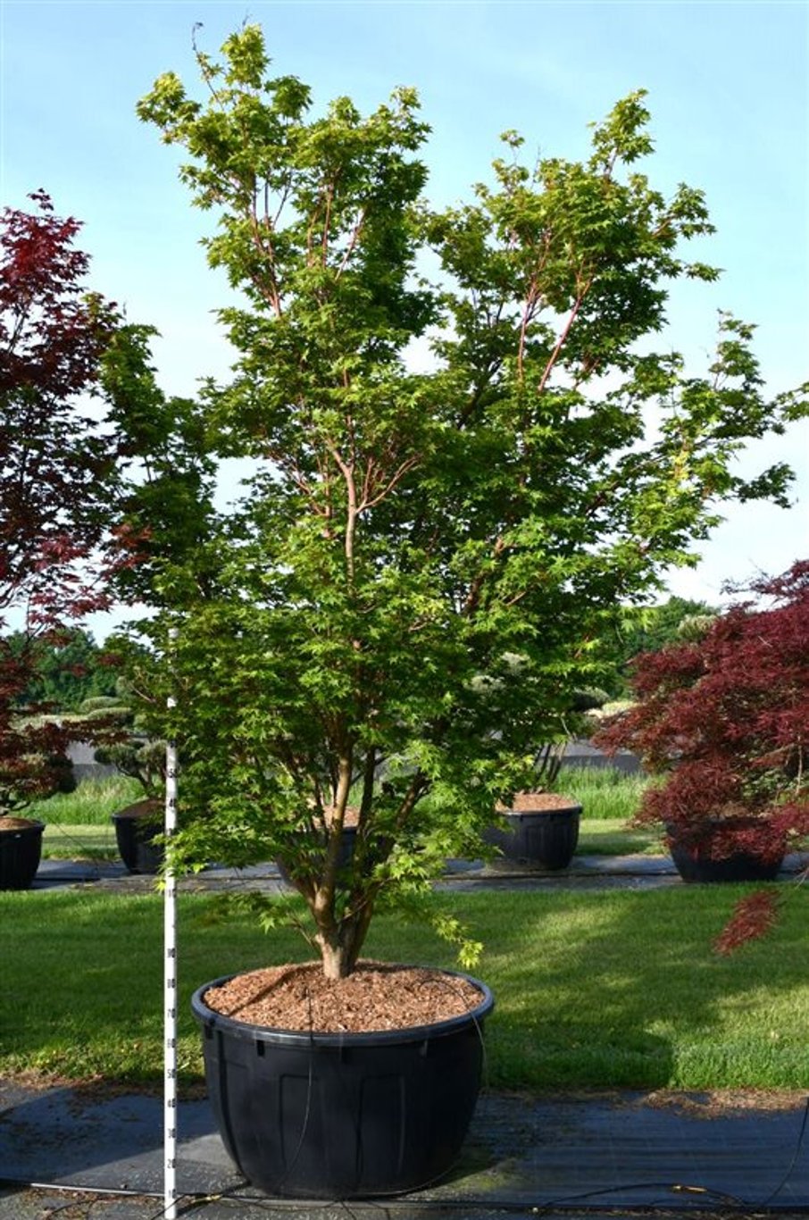 Acer pal. 'Sangokaku' - C500 300-350 CM