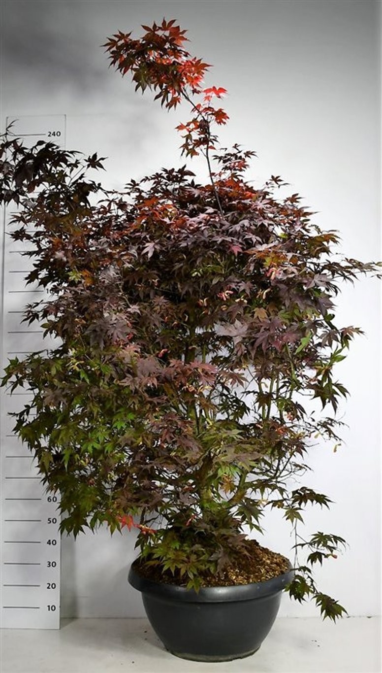 Acer pal. 'Bloodgood' - C110 150-175 CM