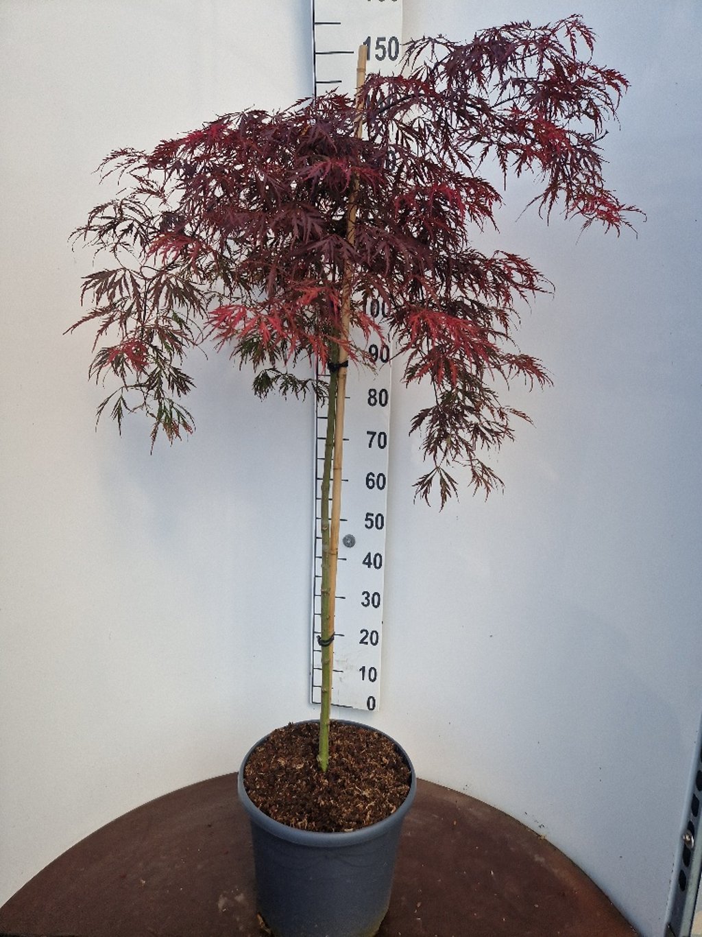 Acer pal. 'Crimson Princess' - 90 CM Stem C20