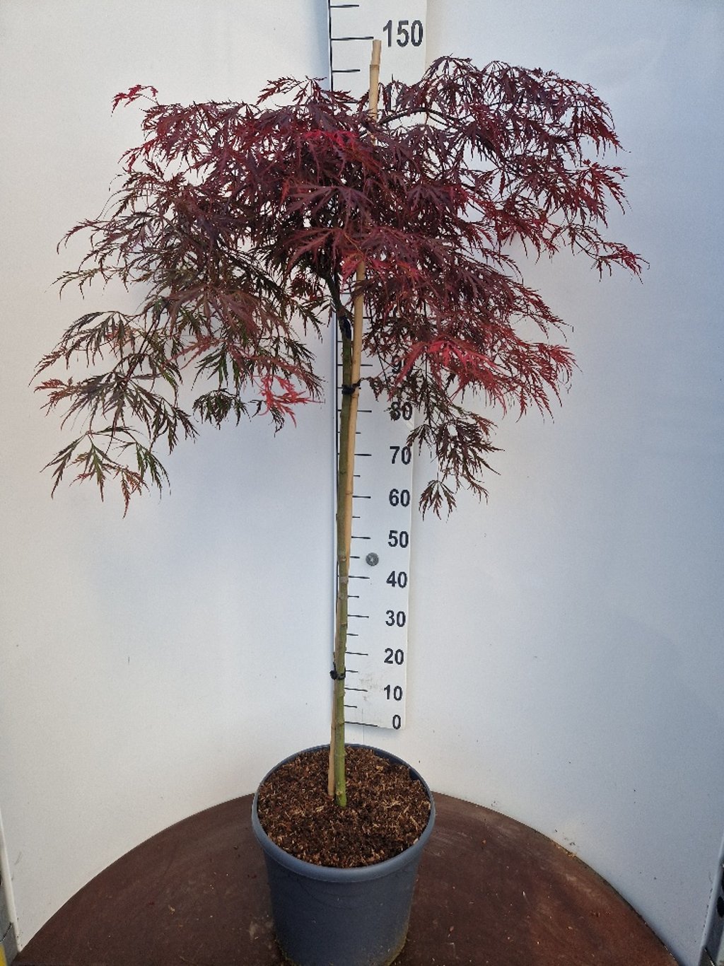 Acer pal. 'Garnet' - 90 CM Stem C20