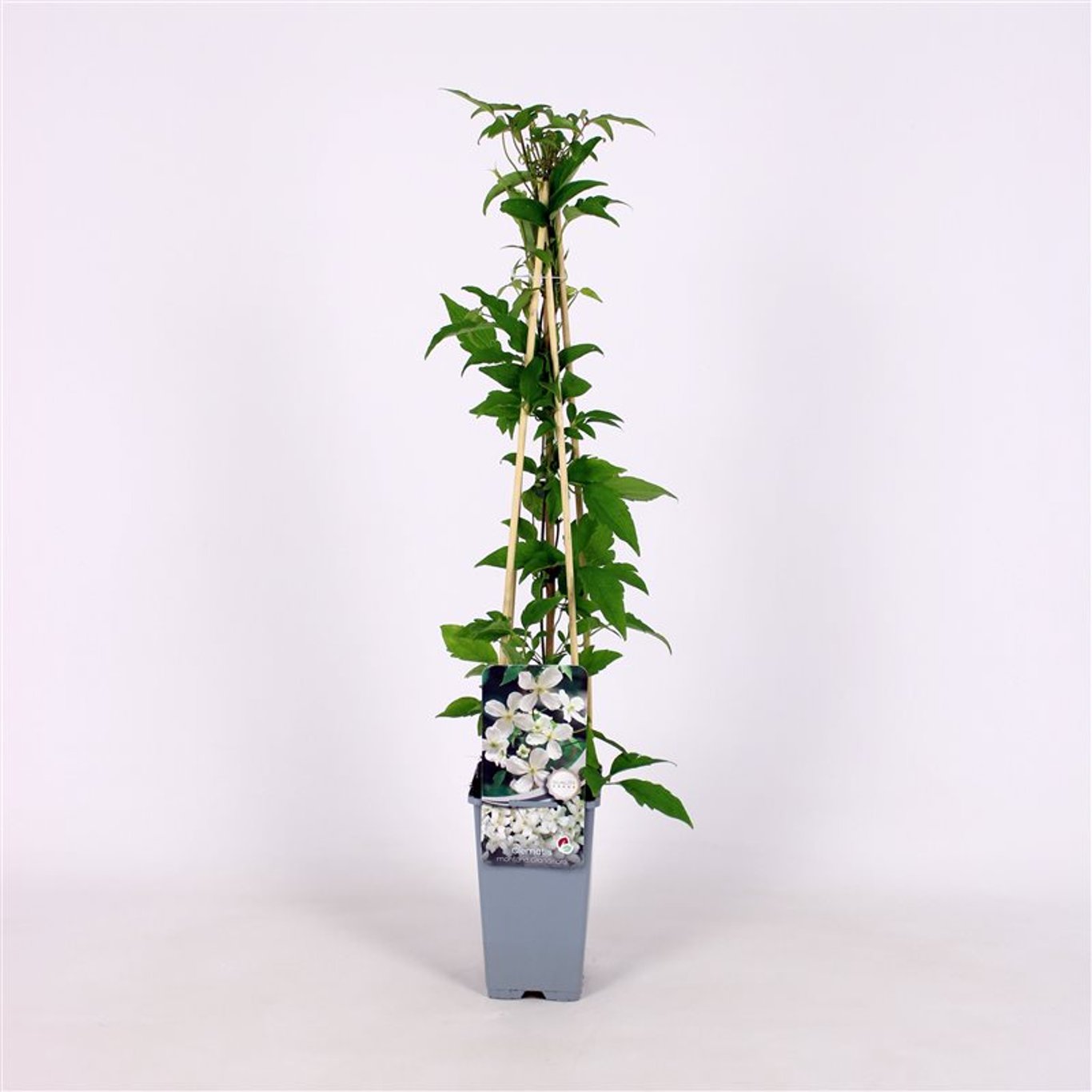 Clematis montana grandiflora - C2 70/+ CM