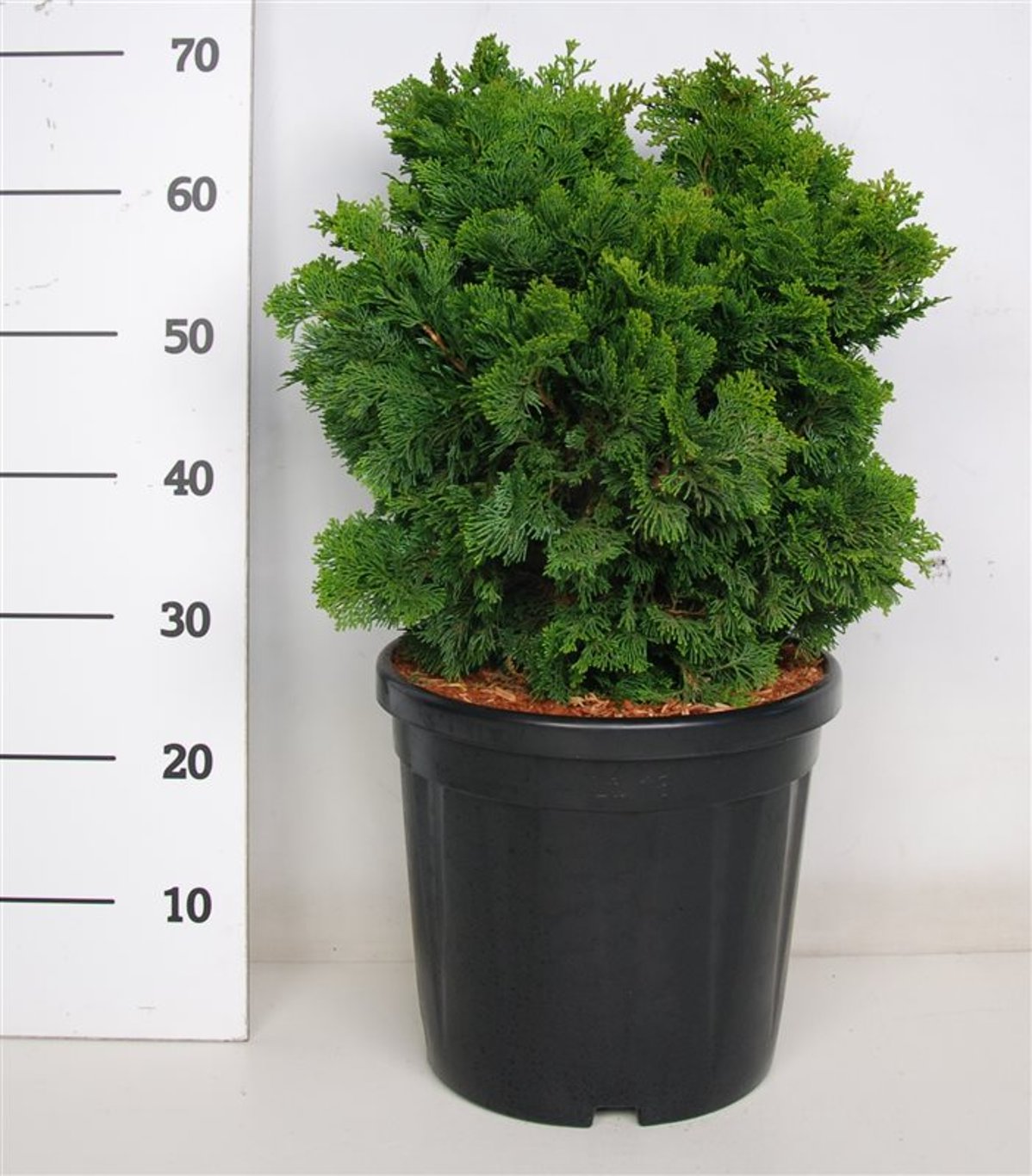 Chamaecyparis o. 'Nana Gracilis' - C20 40-50 CM