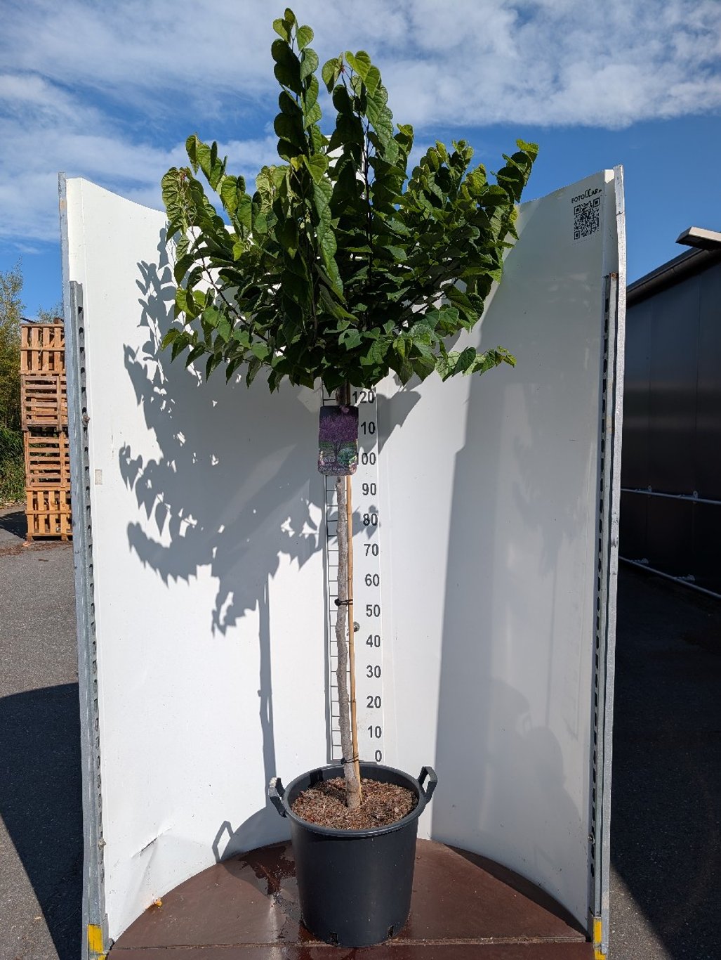 Cercis can. 'Ace of Hearts' - 120 CM Stem C30