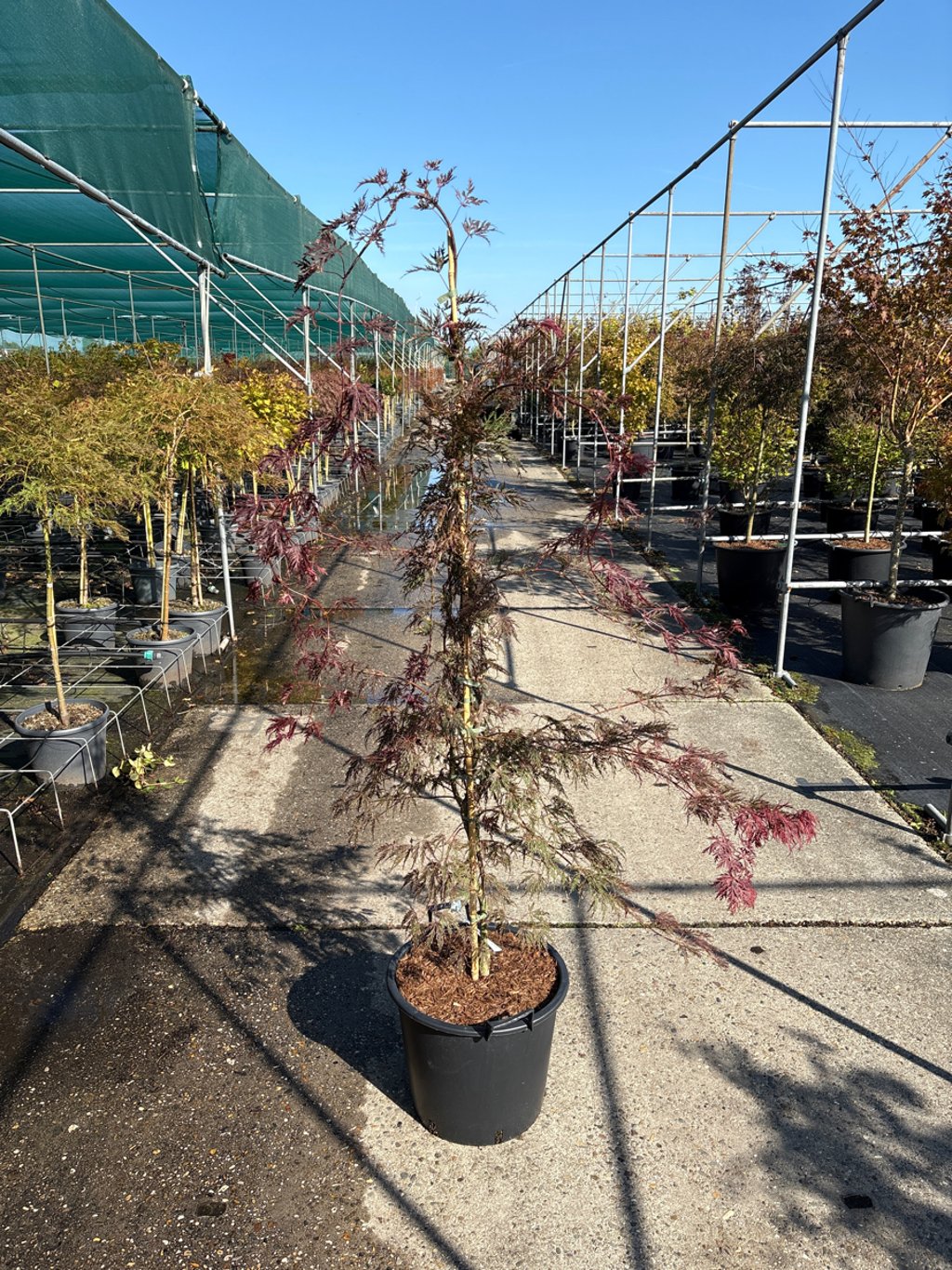 Acer pal. 'Inaba-shidare' - C30 125-150 CM