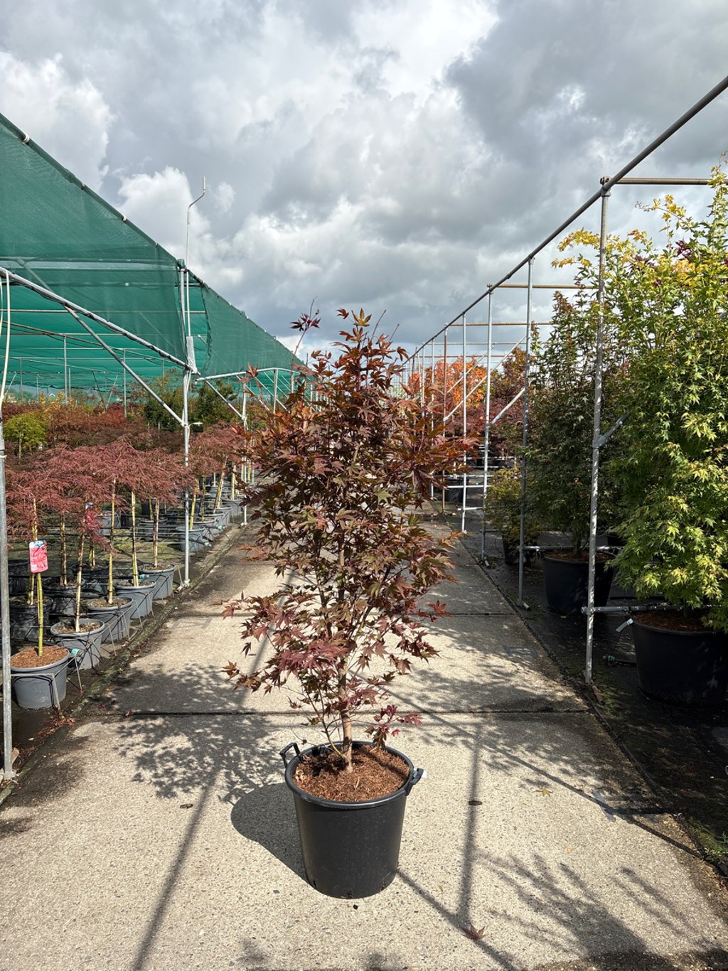 Acer pal. 'Fireglow' - C50 175-200 CM