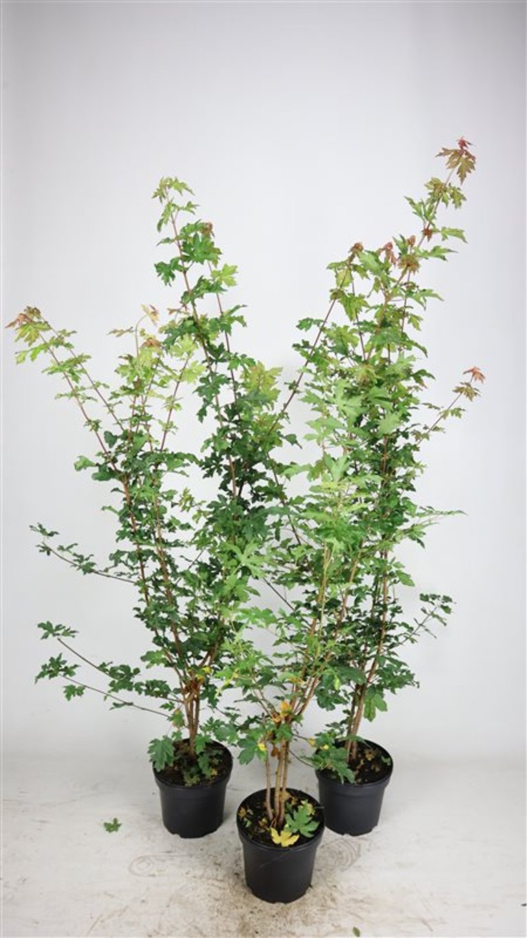 Acer campestre - C5 100-125 CM