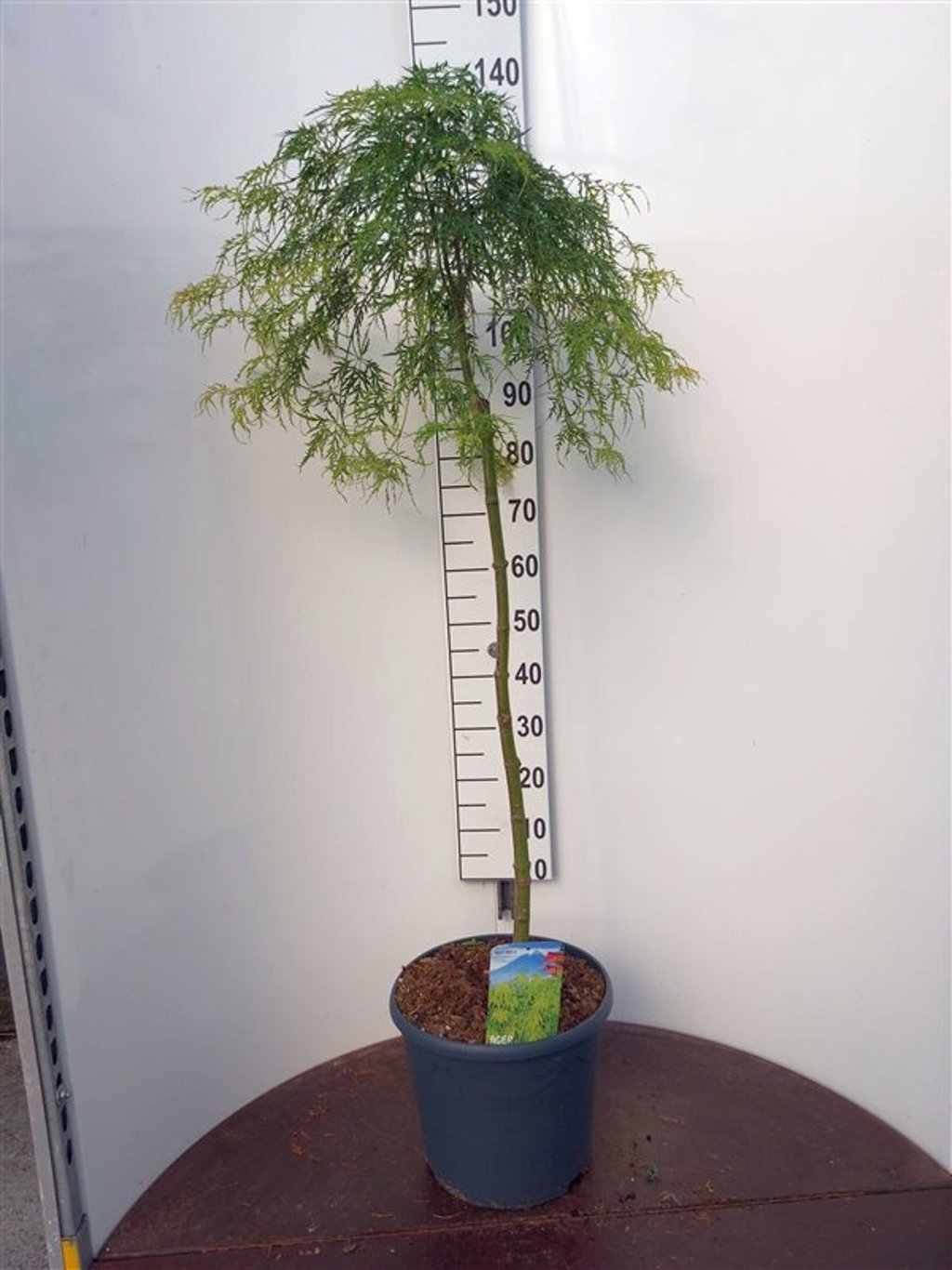 Acer pal. 'Dissectum' - 90 CM Stem C20