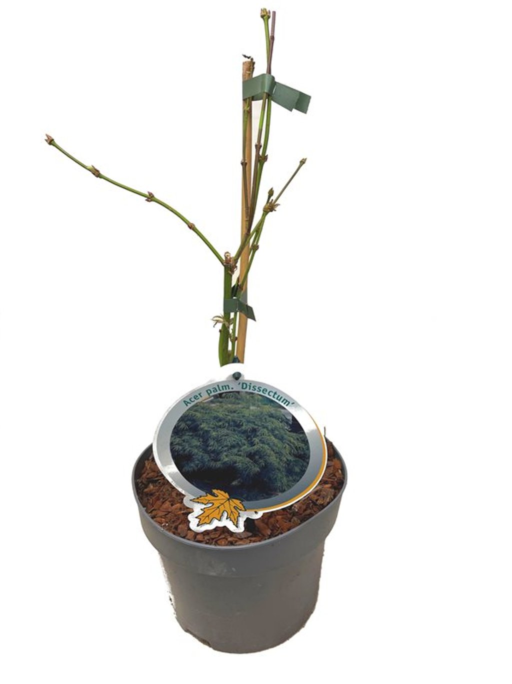 Acer pal. 'Dissectum' - C3 30-40 CM