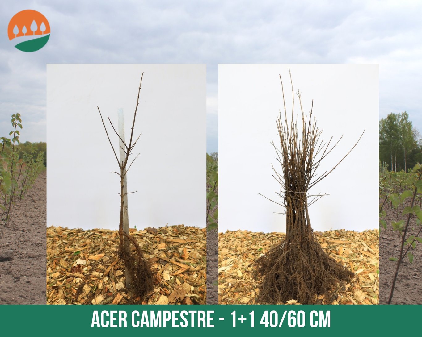 Acer campestre - 40-60 CM bare root 1/1