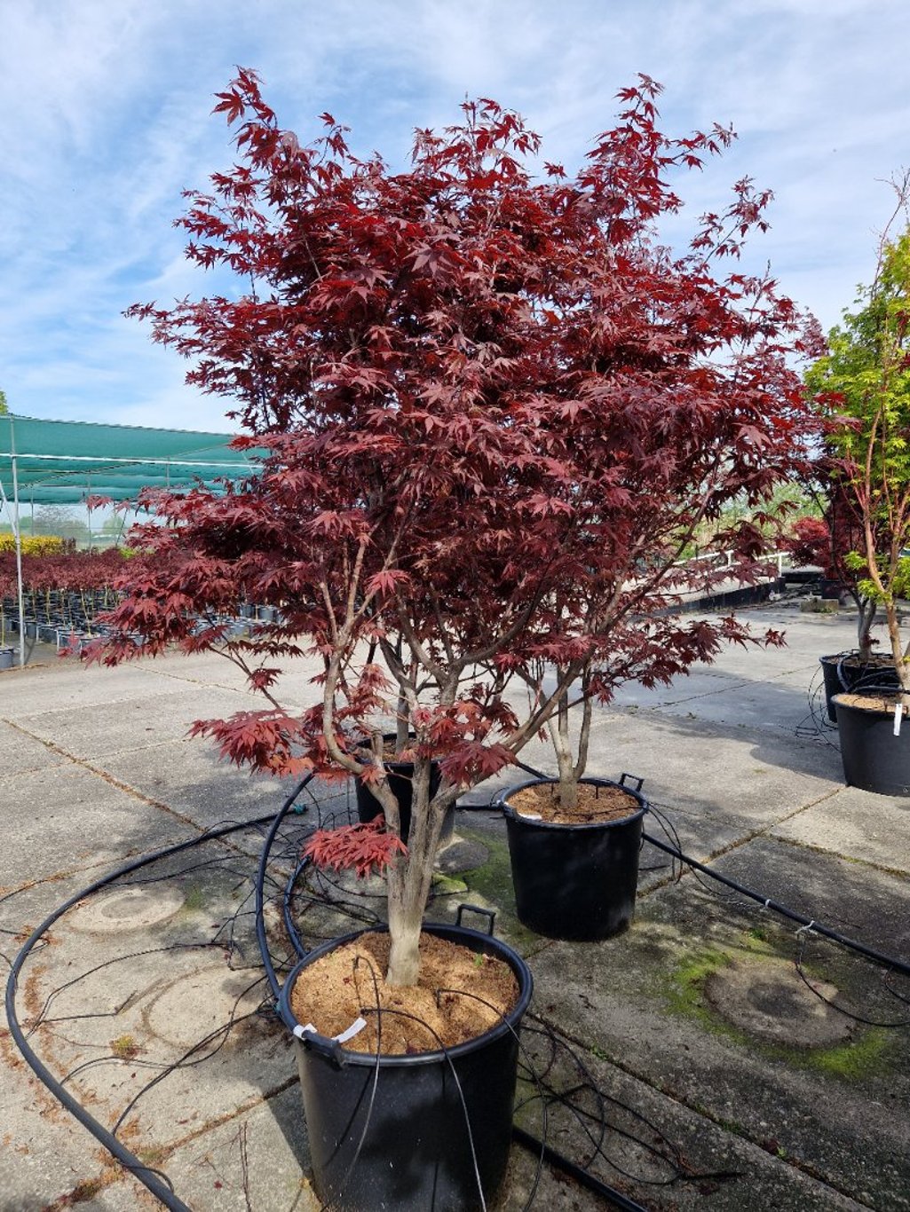 Acer pal. 'O-kagami' - C90 175-200 CM