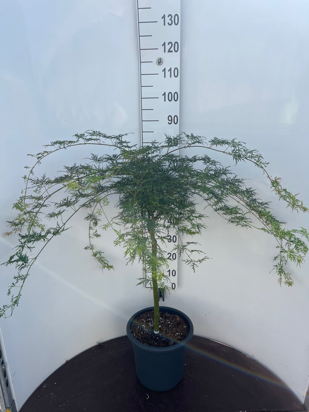 Acer pal. 'Emerald Lace' - 50 CM Stem C15