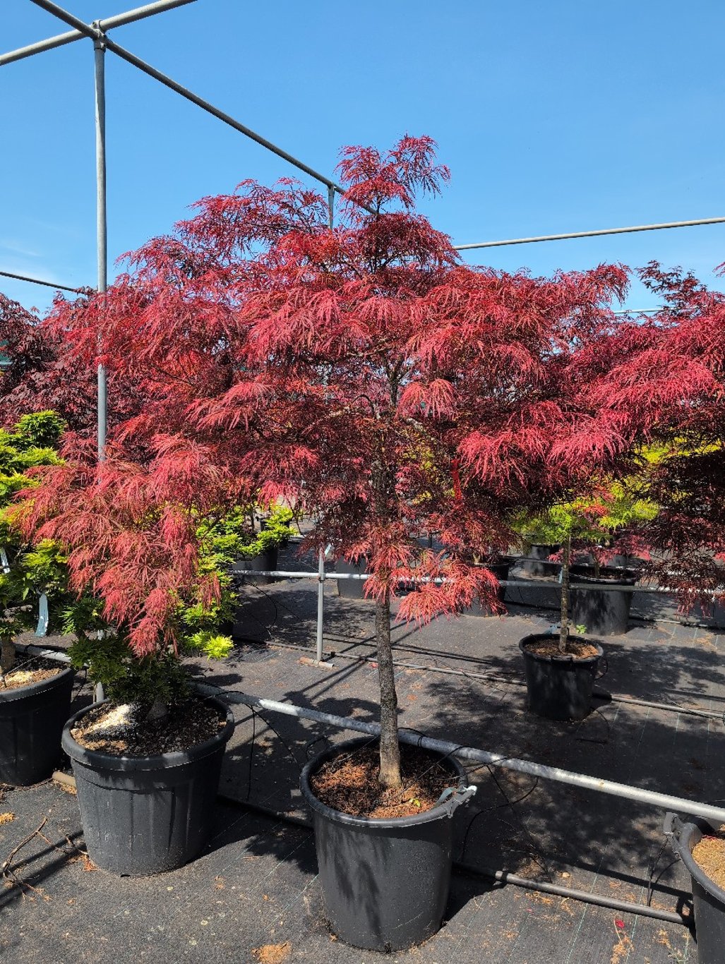 Acer pal. 'Garnet' - 100 CM Stem Cont.