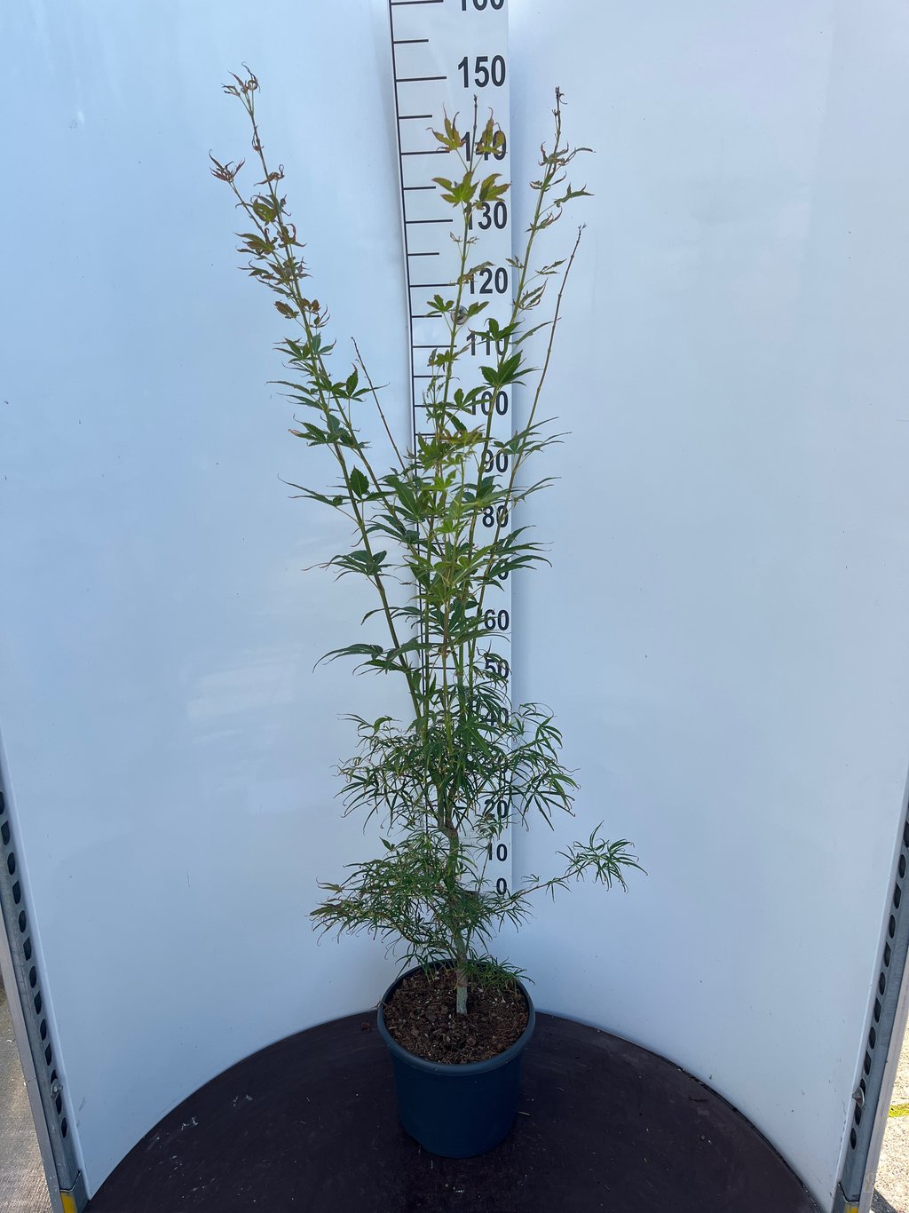 Acer pal. 'Linearilobum' - C10 60-80 CM