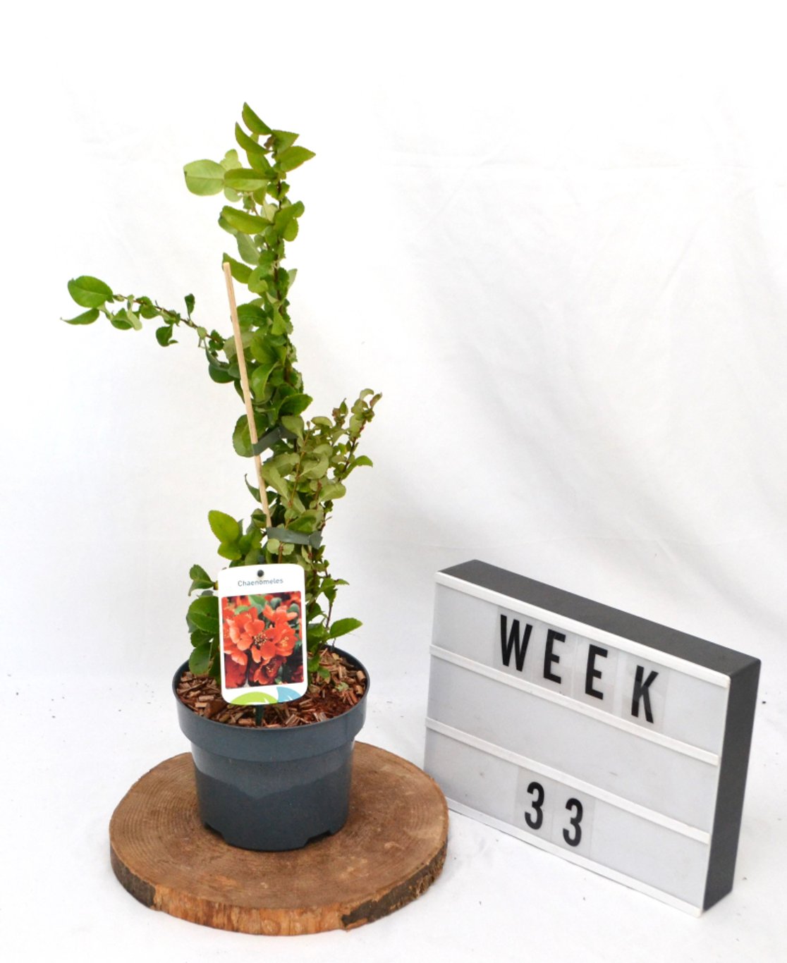 Chaenomeles sup. 'Orange Trail' - C2 50-60 CM