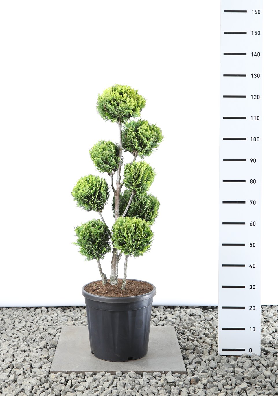 Chamaecyparis l. 'Alumigold' - 80-100 CM PonPon EXTRA in Cont.