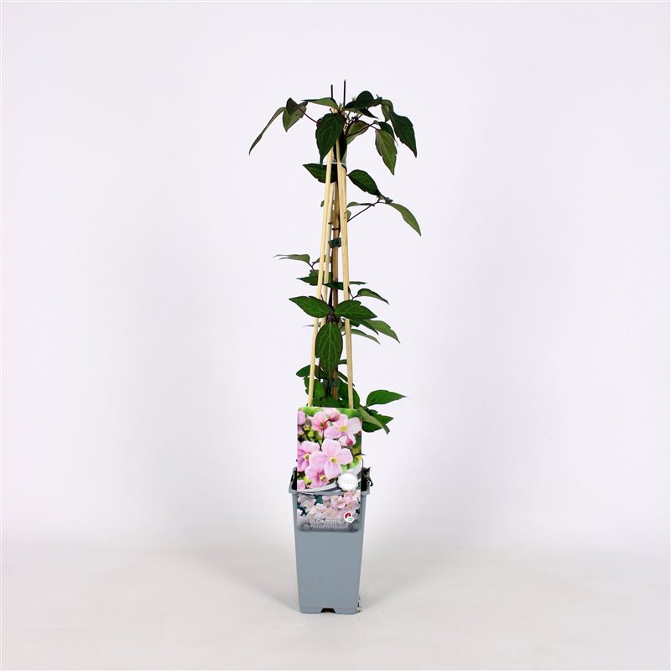 Clematis 'Mayleen' - C2 70/+ CM