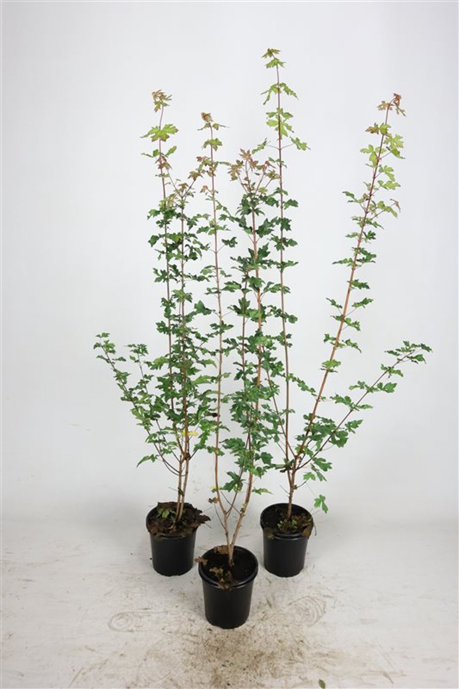 Acer campestre - C2.5 60-80 CM