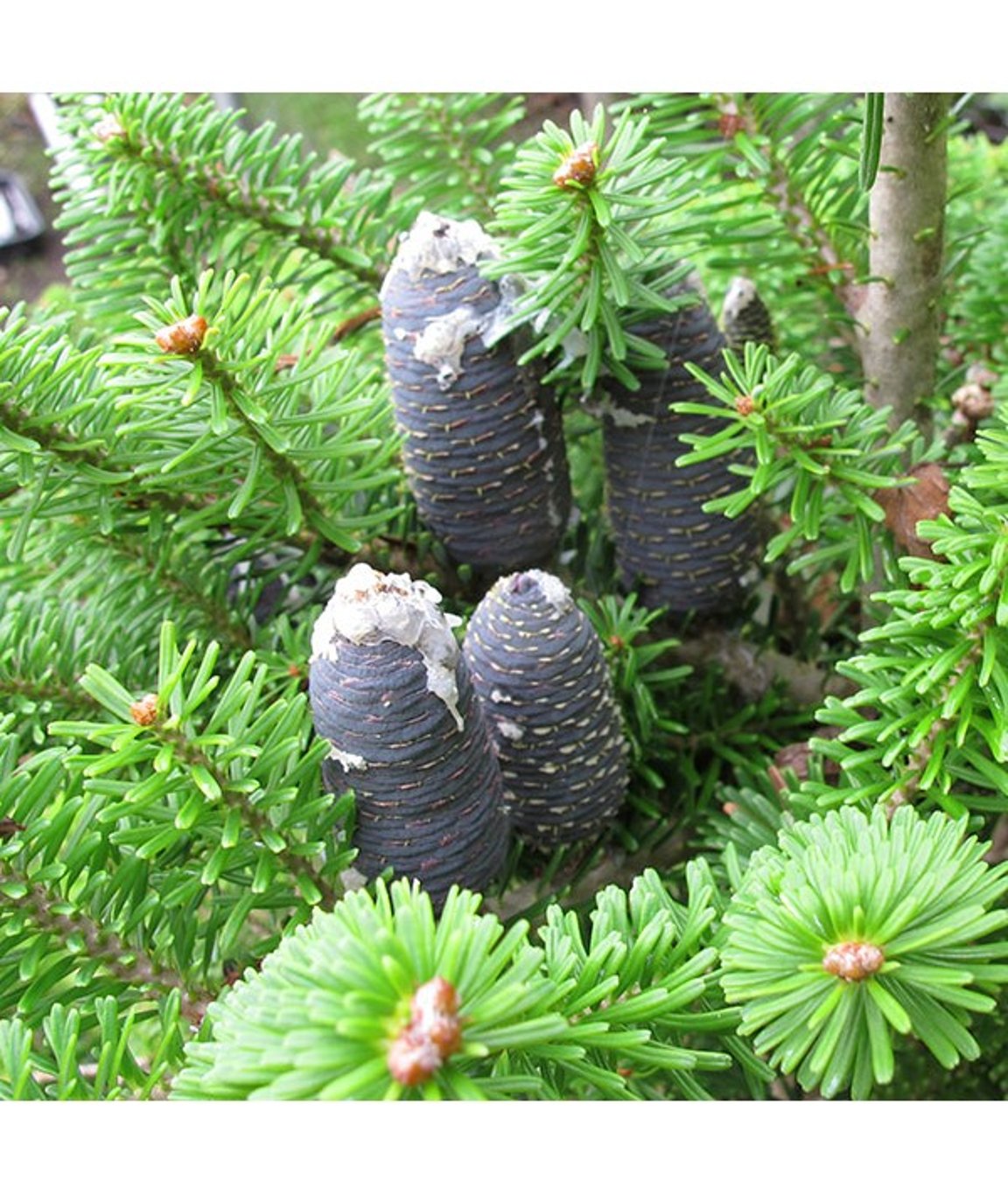 Abies koreana - 15-30 CM bare root 2/2