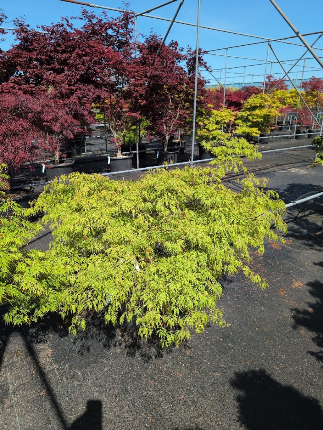 Acer pal. 'Dissectum' - C35 125-150 CM