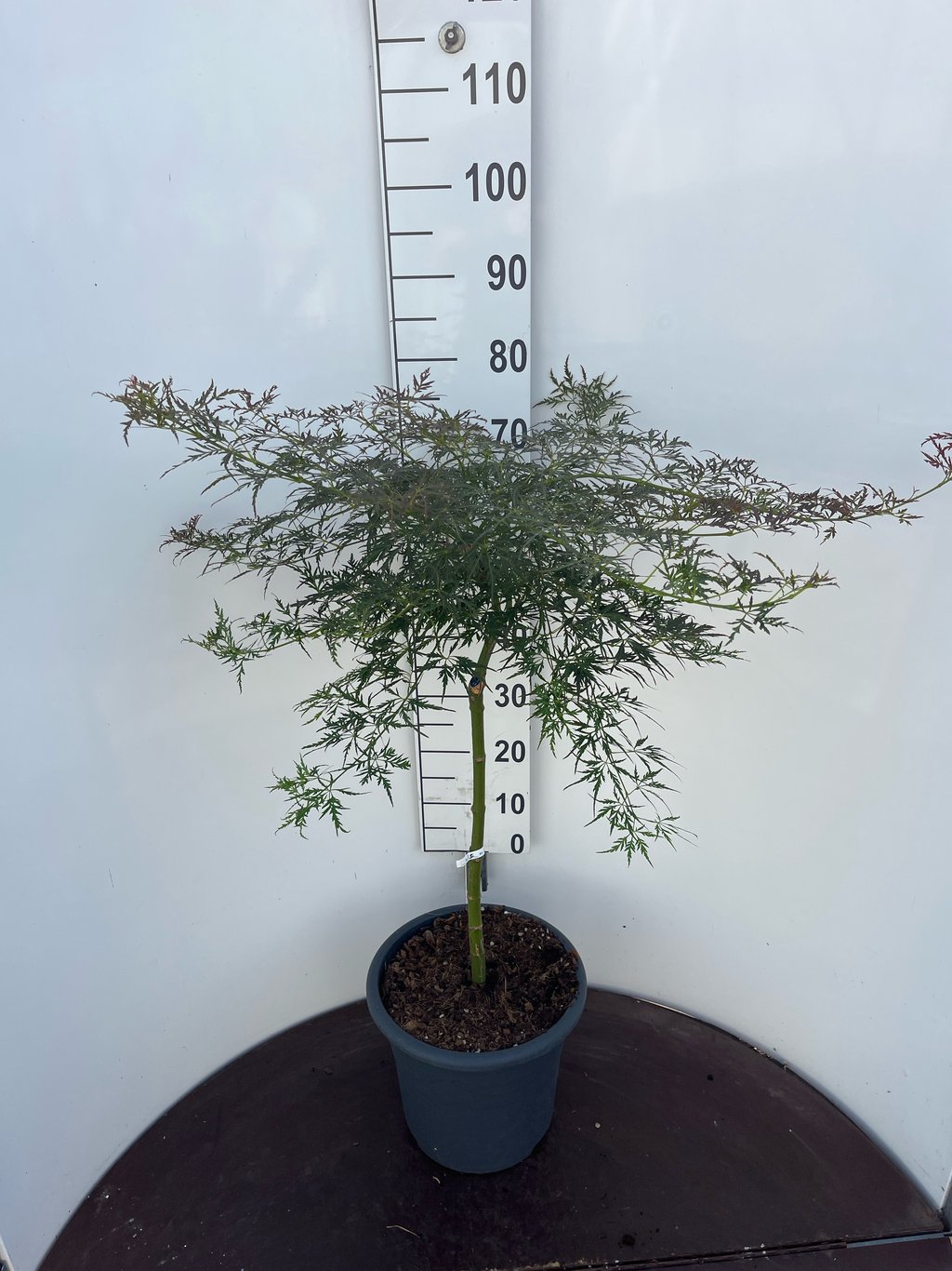 Acer pal. 'Pendulum Julian' - 50 CM Stem C15