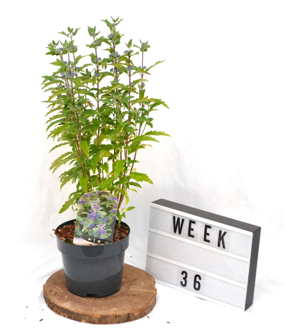 Caryopteris cland. 'Grand Bleu' - C3 20-40 CM