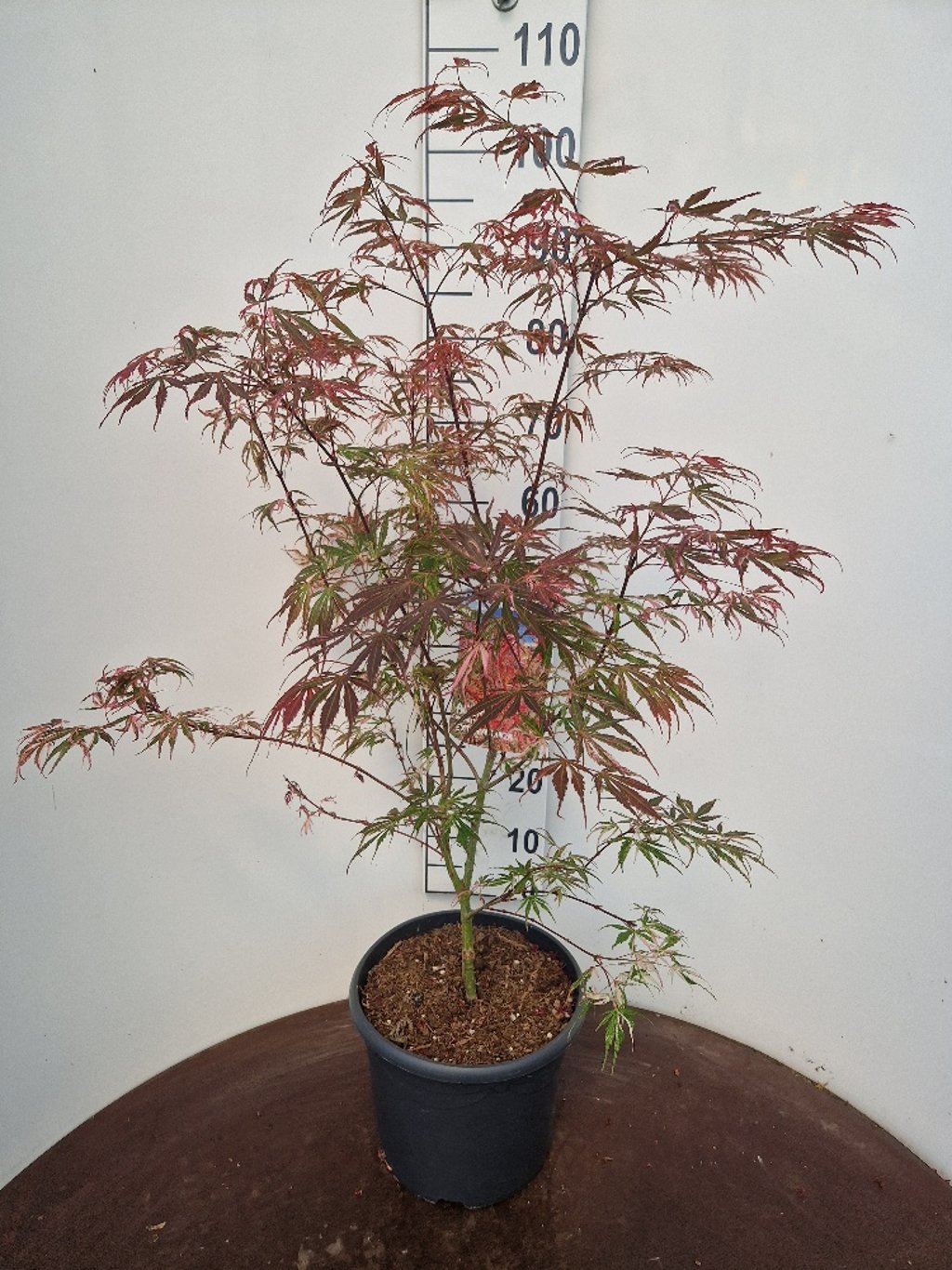 Acer pal. 'Extravaganza' - C10 50-60 CM