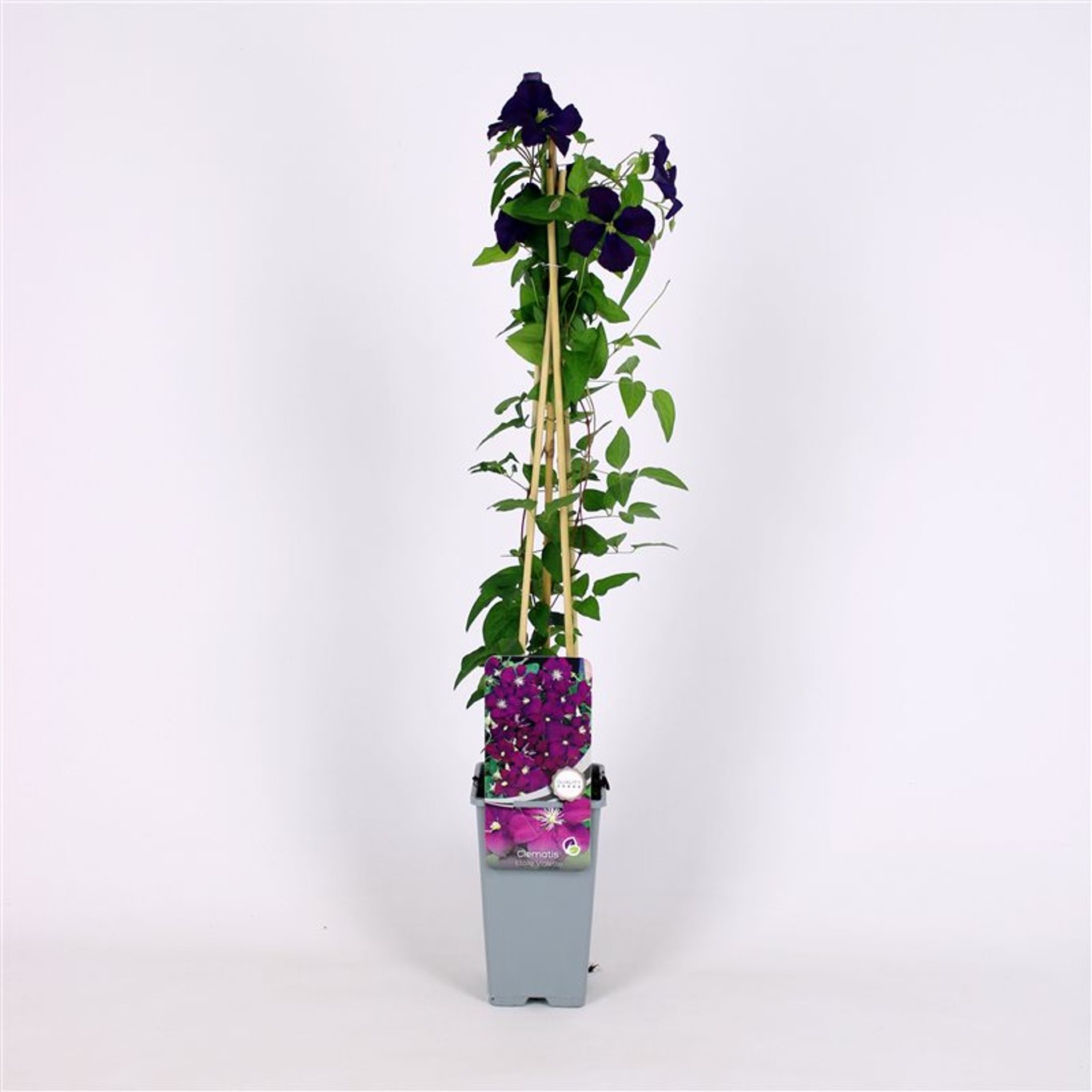 Clematis 'Etoile Violette' - C2 70/+ CM