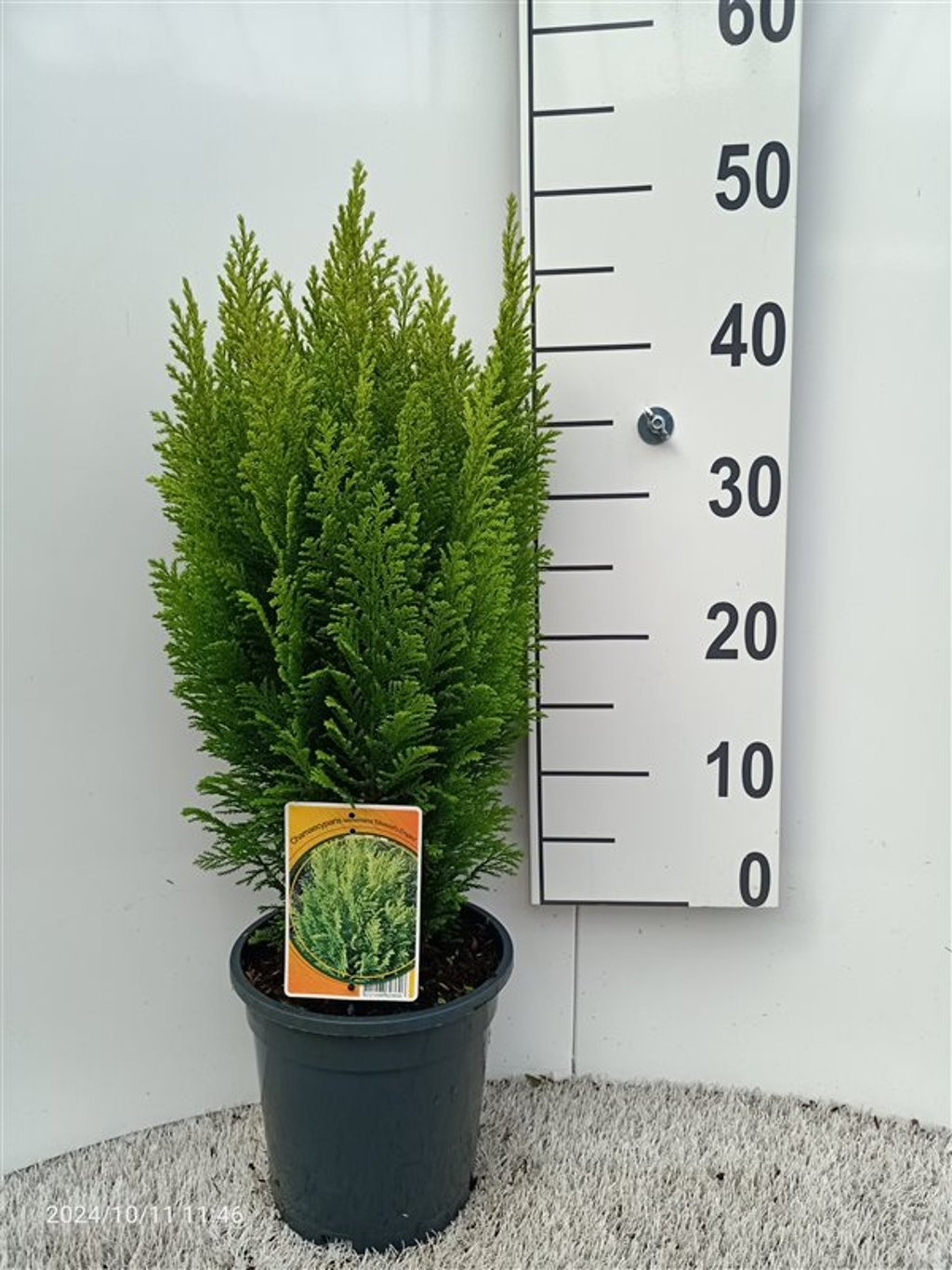 Chamaecyparis l. 'Ellw. Empire' - C3 30-40 CM