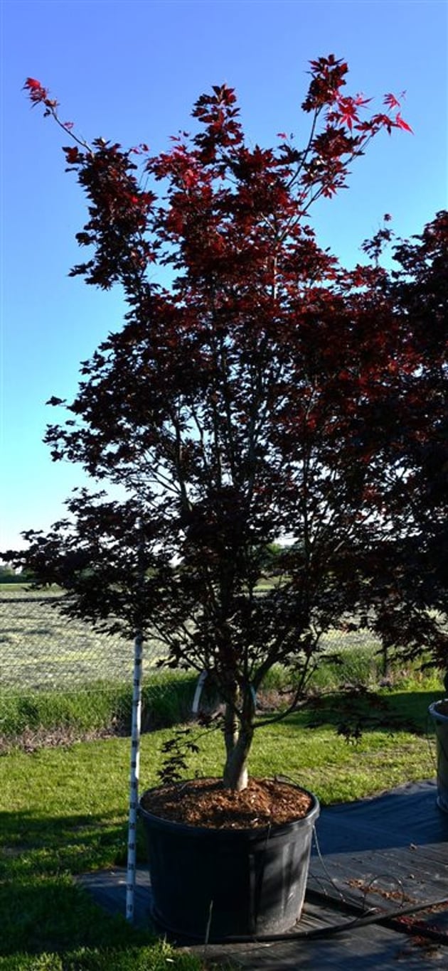 Acer pal. 'Bloodgood' - 300-350 CM in Cont.