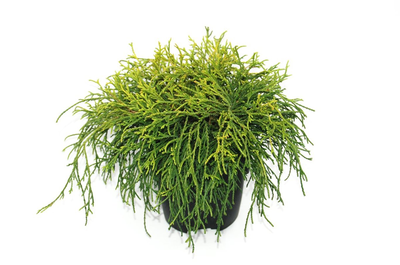 Chamaecyparis p. 'Sungold' - C2