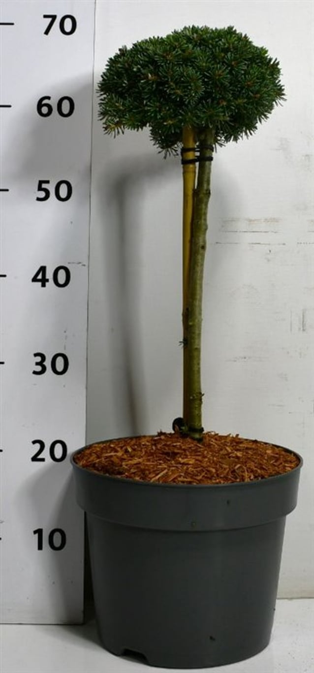 Abies k. 'Kristallkugel' - 40 CM Stem C7.5