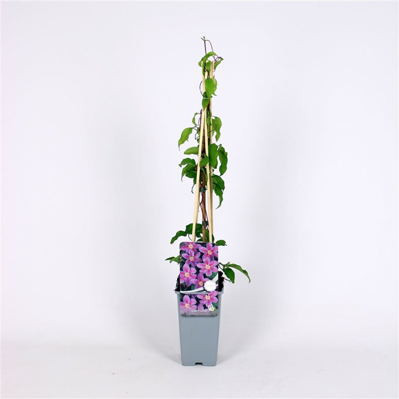 Clematis 'Etoile de Malicorne' - C2 70/+ CM