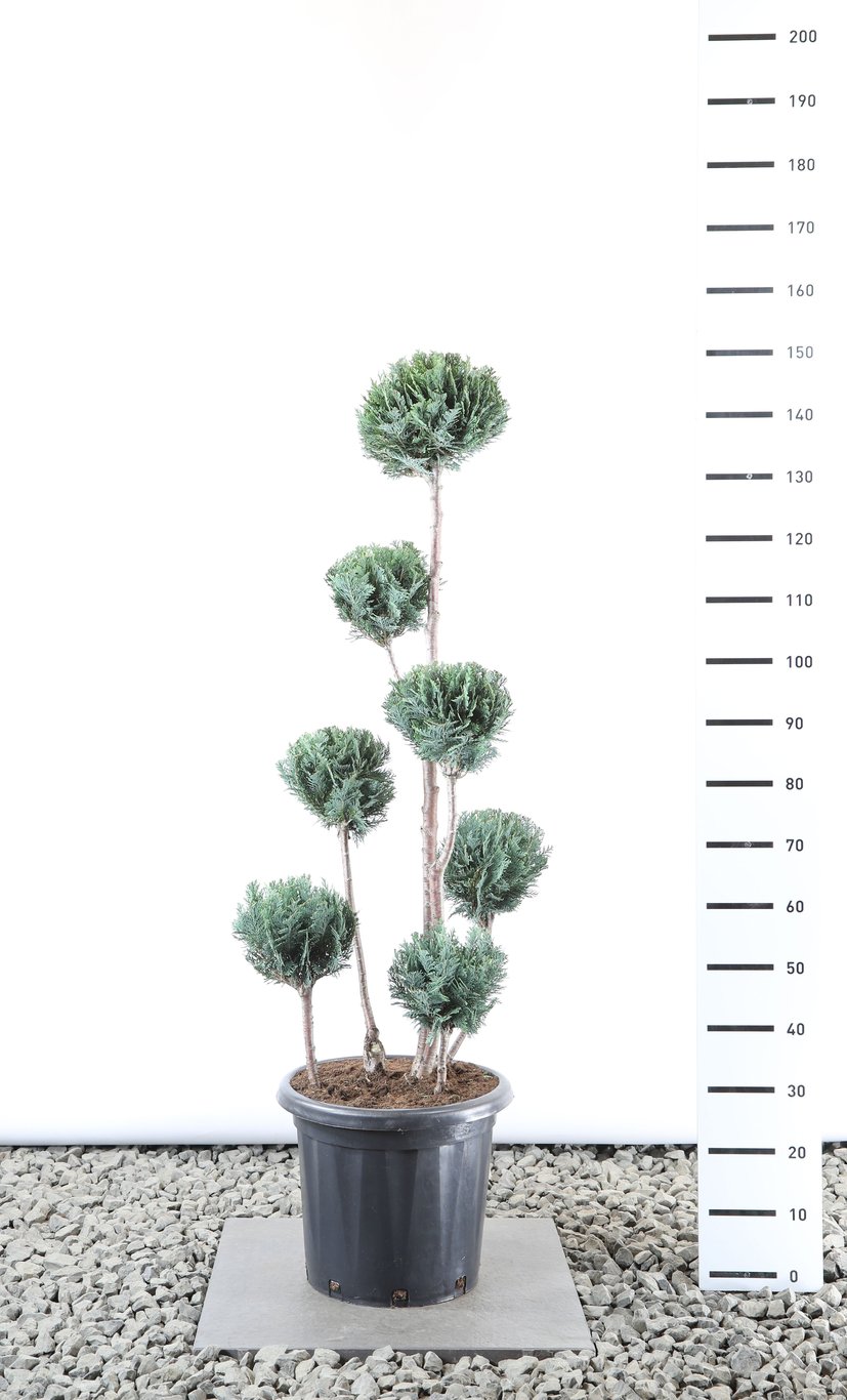Chamaecyparis l. 'Columnaris' - 100-125 CM PonPon EXTRA in Cont.