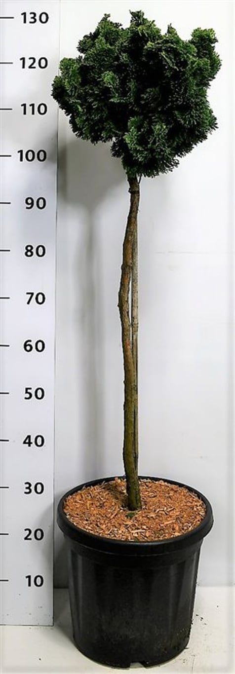 Chamaecyparis o. 'Aurora' - 70 CM Stem C20