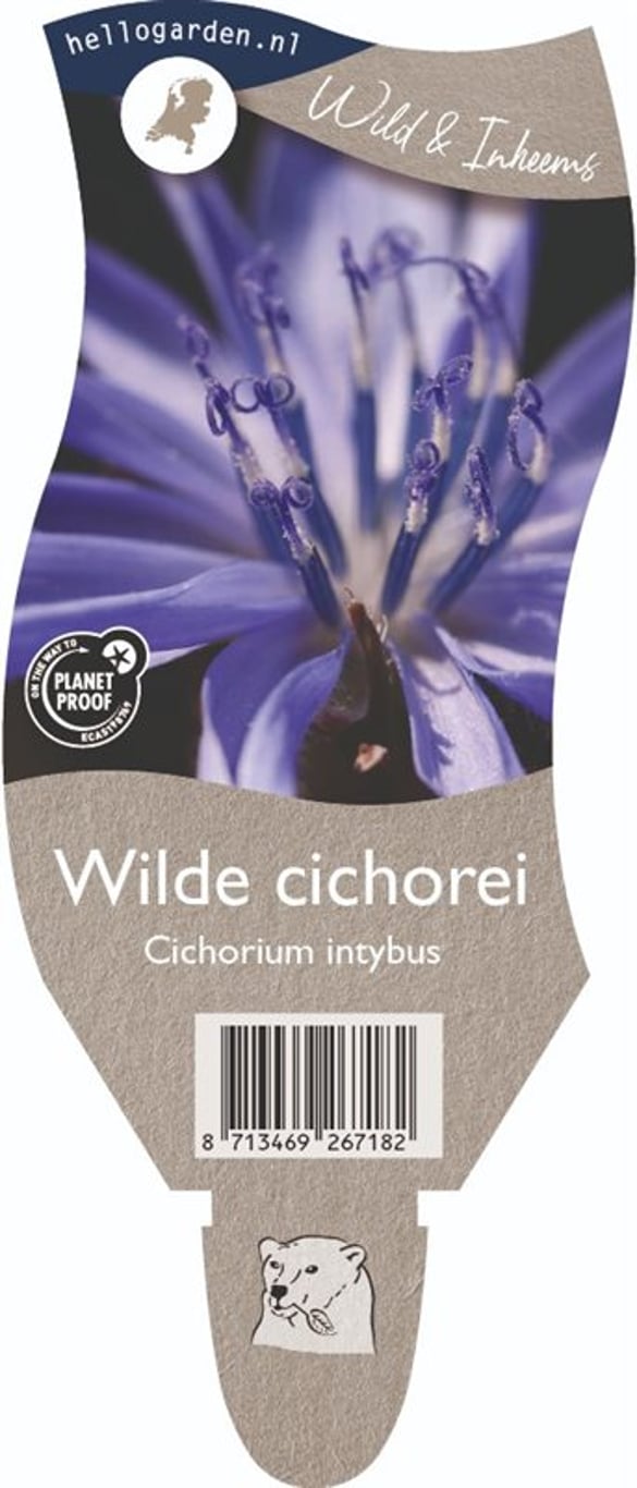 Cichorium intybus - P11
