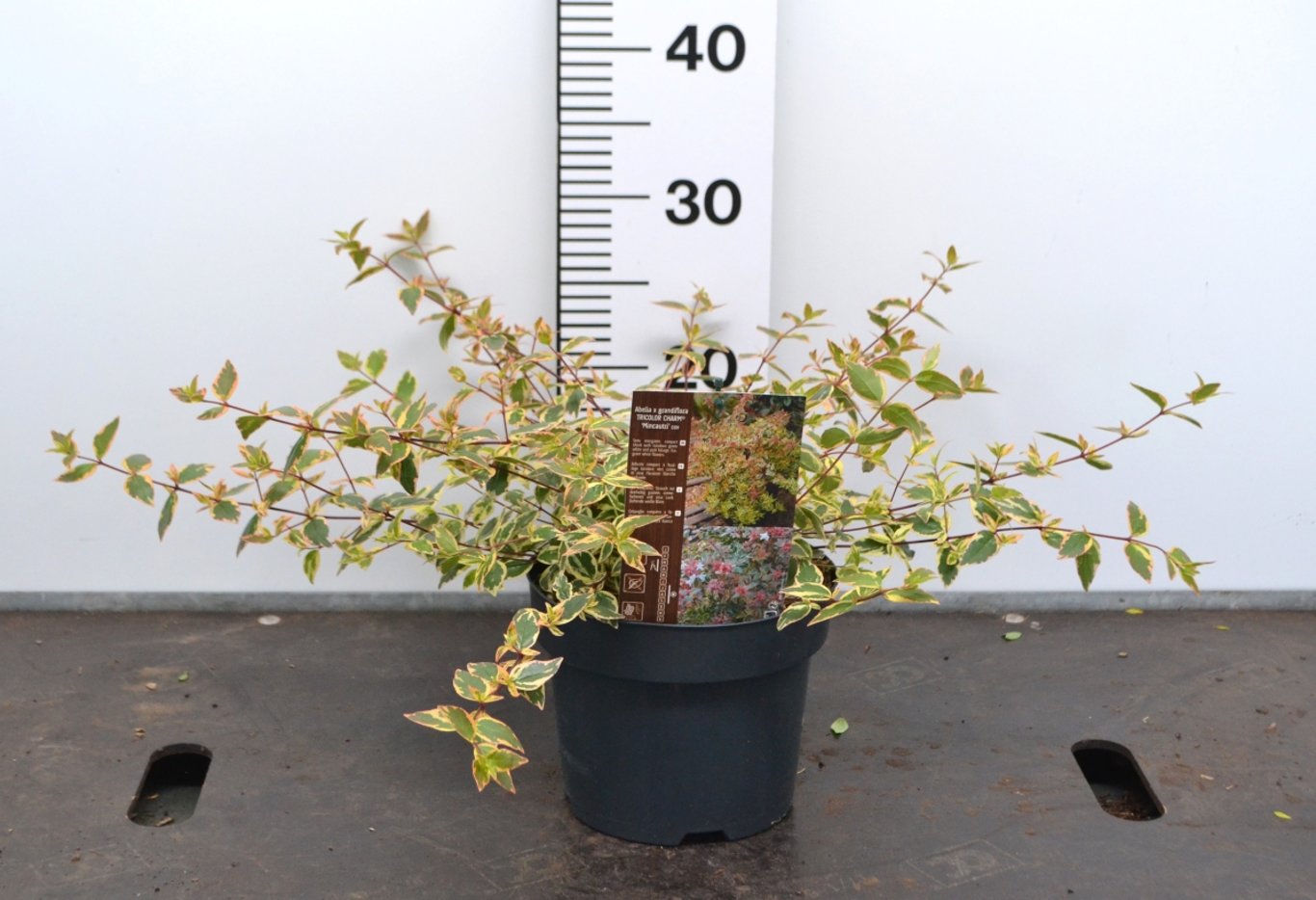 Abelia grandifl. 'Tricolor Charm' - C3 20-40 CM