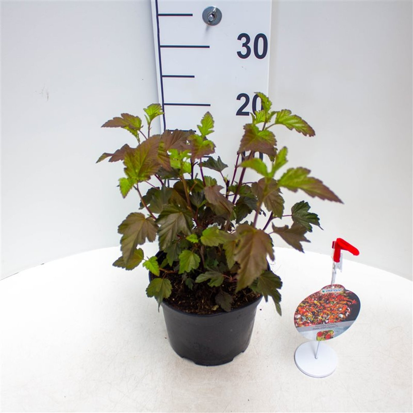 Physocarpus opulif. 'Diabolo' - C3 30-40 CM