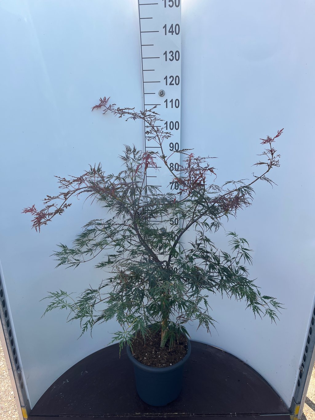 Acer pal. 'Firecracker' - C15 60-80 CM